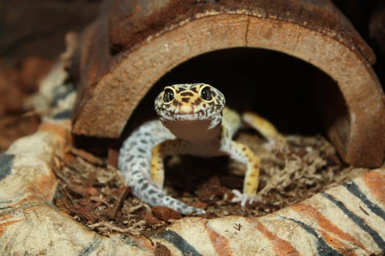 leopard gecko in a cage under a tree log